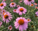 Homstead Community Garden