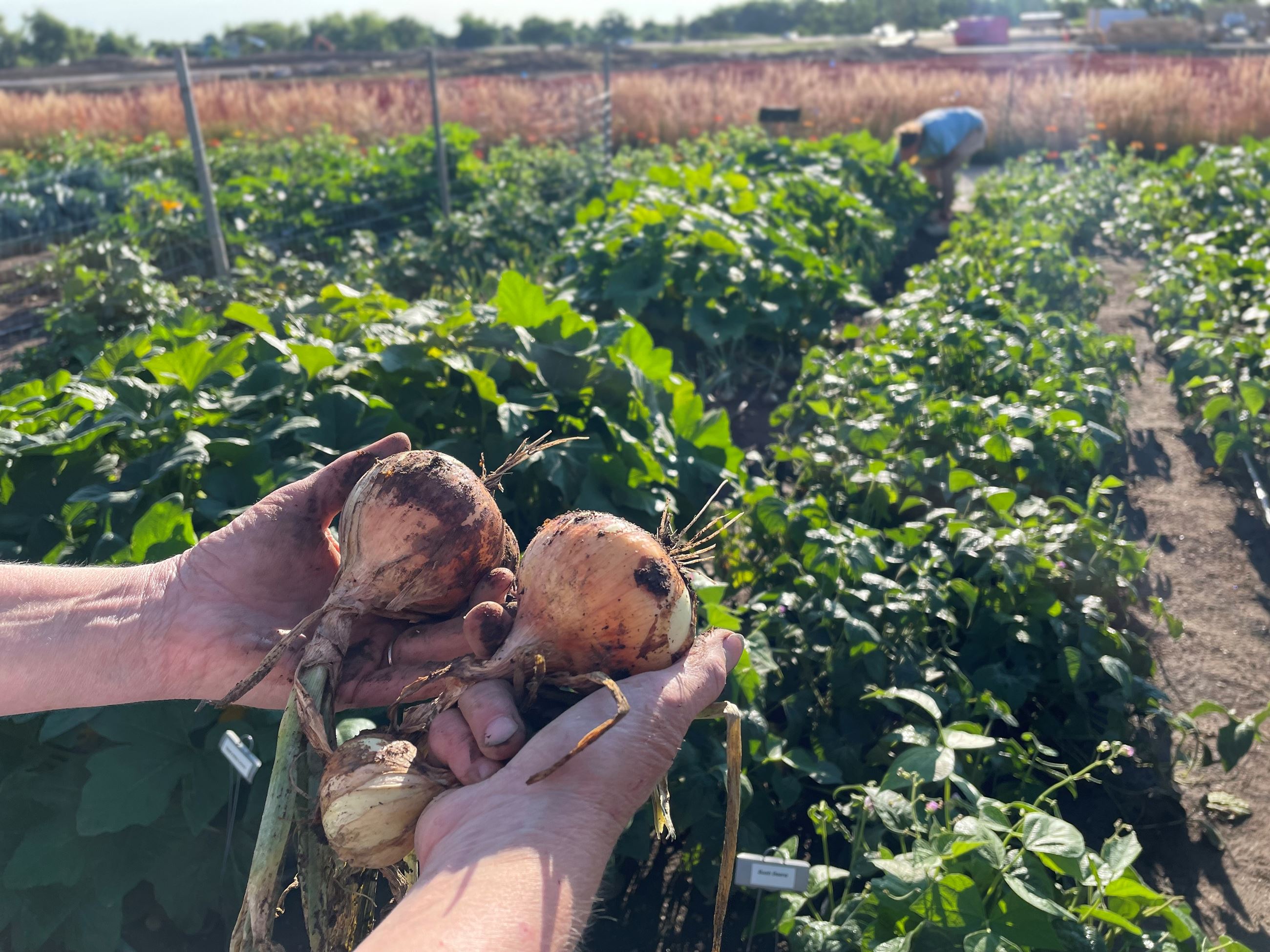 hands holding onions in front of rows of vegetables in the garden