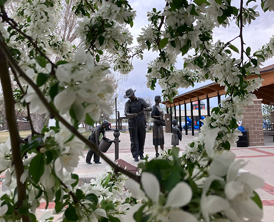 A blossoming x tree at Boardwalk Park