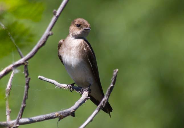 A bird perched in a tree