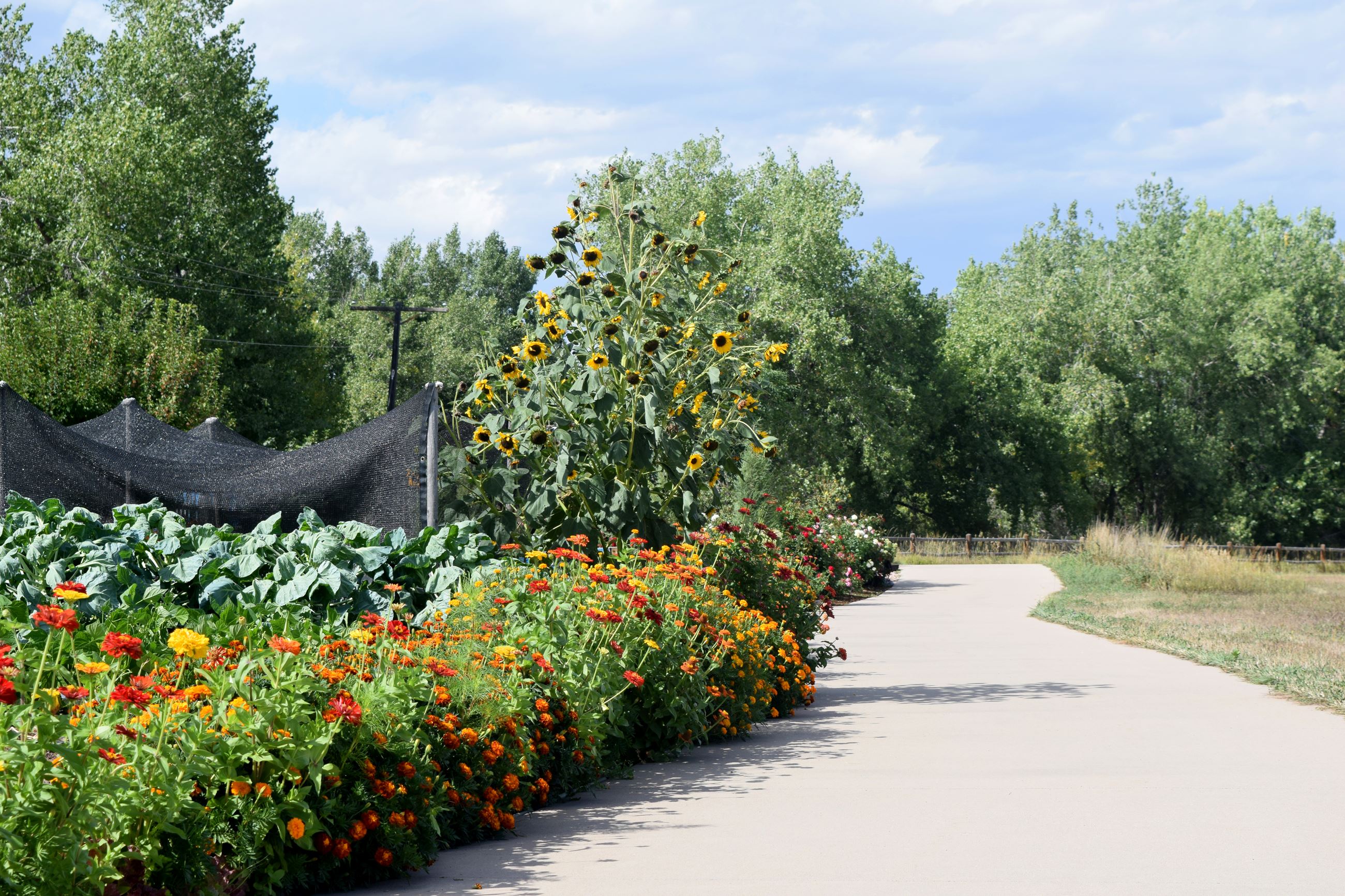 Poudre River Trail at Treasure Island